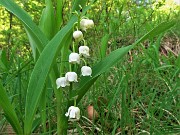 18 Convallaria maialis (Mughetto)